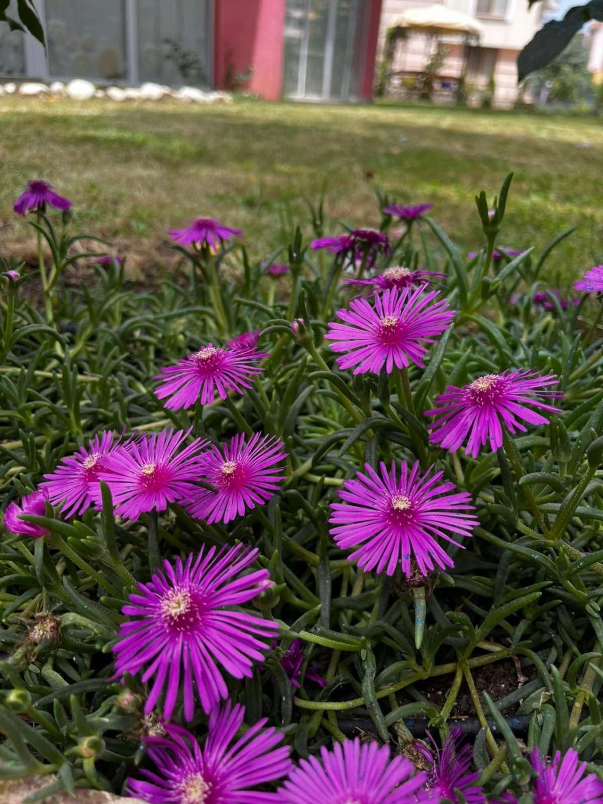 Rose Garden Omax Apartments Σάνι Μπιτς Εξωτερικό φωτογραφία