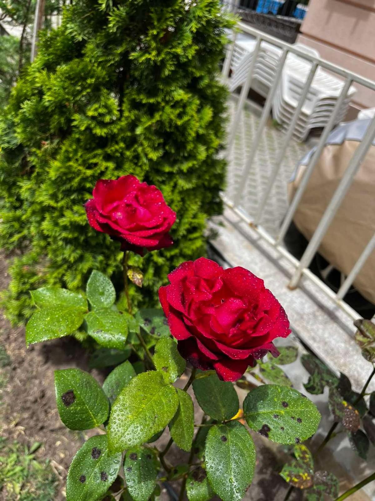Rose Garden Omax Apartments Σάνι Μπιτς Εξωτερικό φωτογραφία